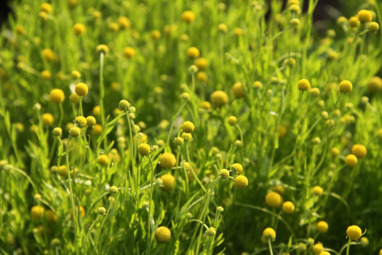Bloemenveld met gele Ananasbloem.