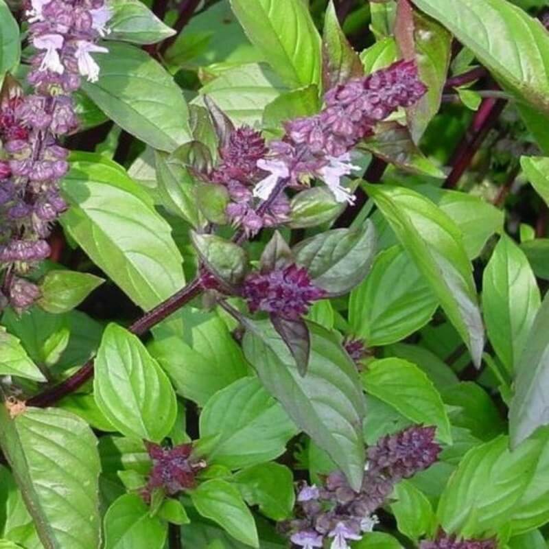 Bascilicum kaneel - Ocimum basilicum