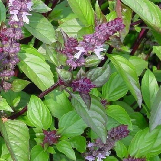 Bascilicum kaneel - Ocimum basilicum