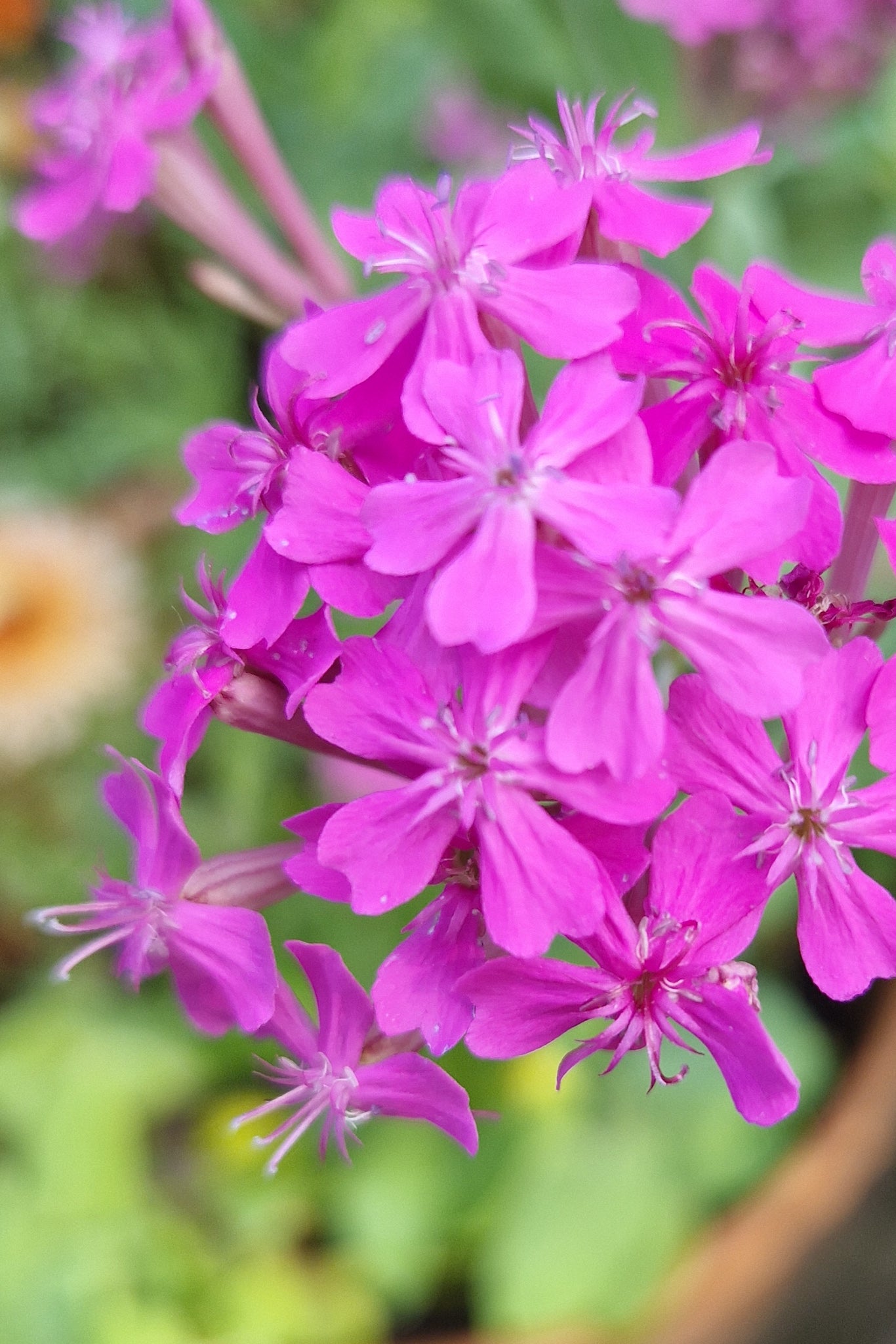 Leimkraut – Silene compacta