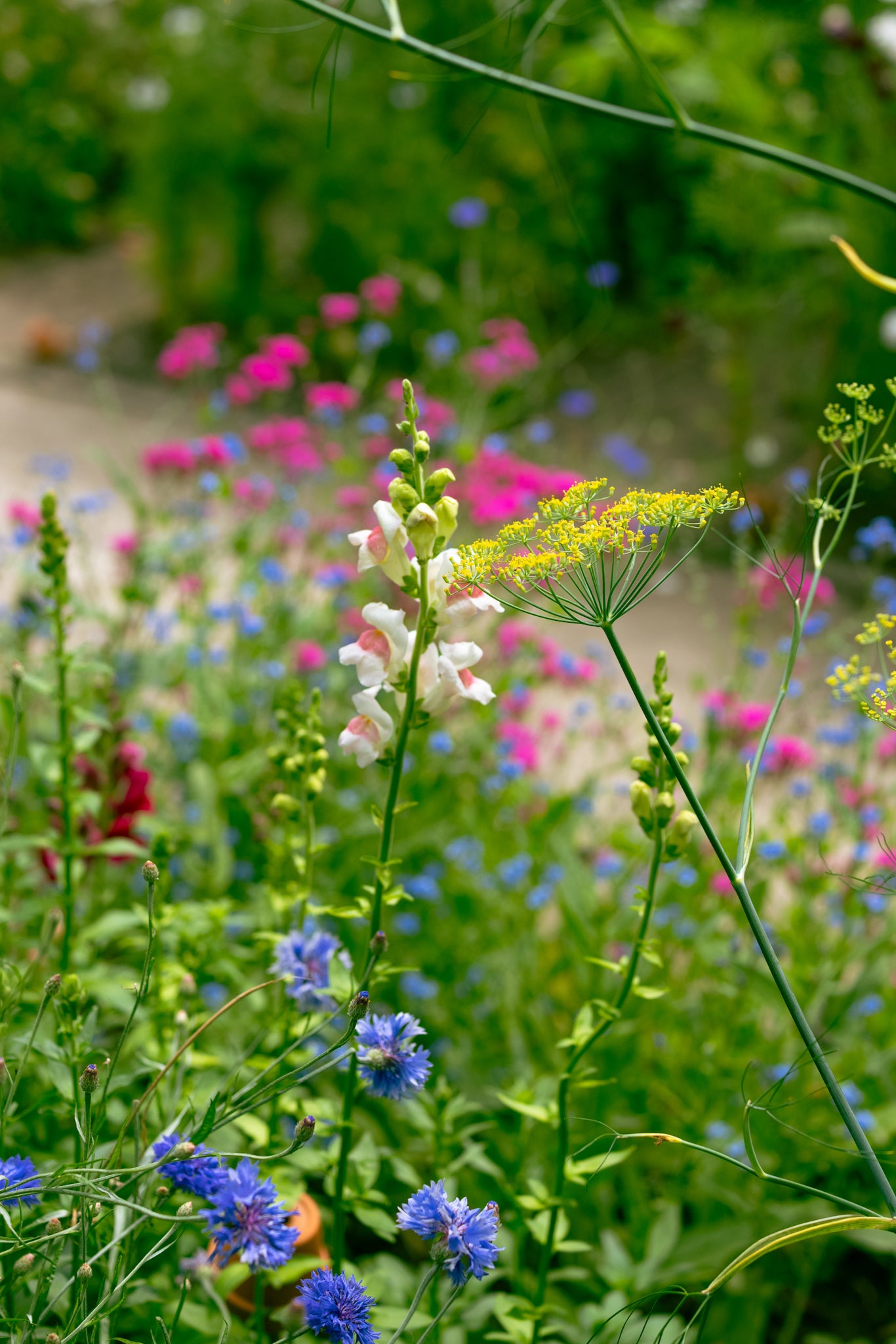 Löwenmäulchen 'Potomac Appleblossom' – Antirrhinum majus