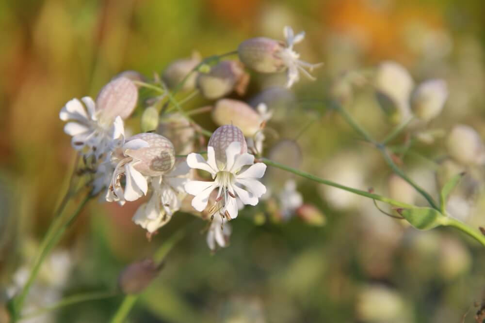 Blaassilene - Silene vulgaris - closeup