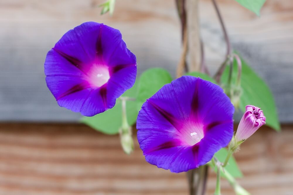 Blauwe winde - Ipomoea rubro-coerulea
