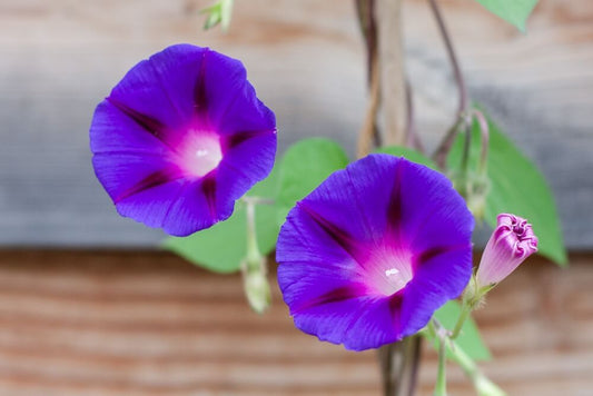 Blauwe winde - Ipomoea rubro-coerulea