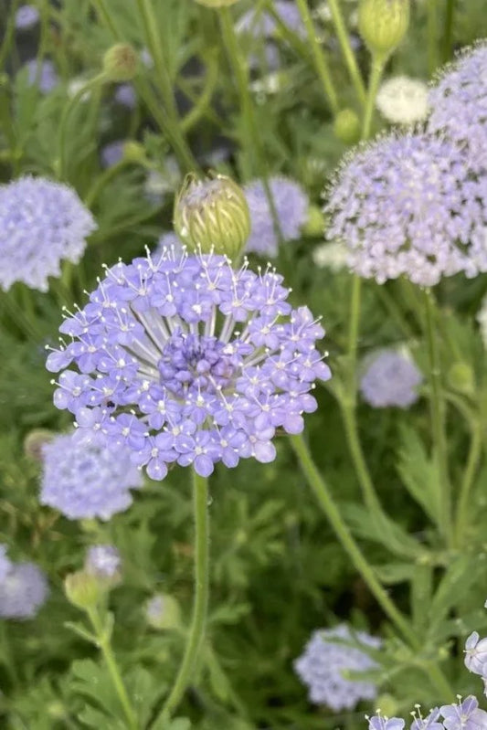 Blauwe kantbloem - Trachymene coerulea