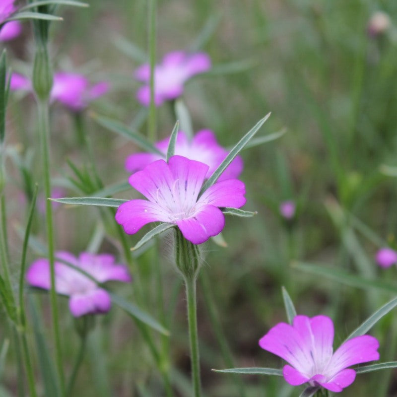 Bolderik - Agrostemma githago - roze