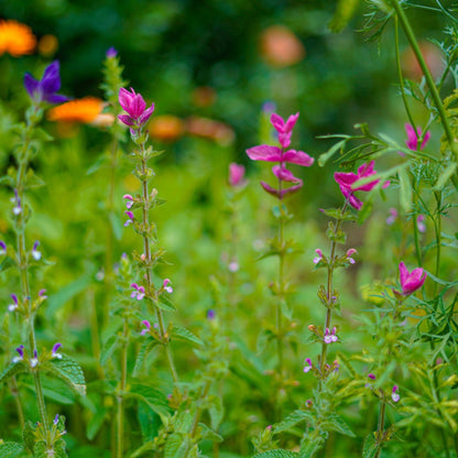 Buntschopf-Salbei (Farbmischung) – Salvia viridis