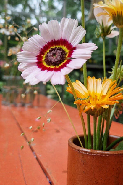 Bonte ganzebloem cockade - Chrysanthemum carinatum - in een vaasje