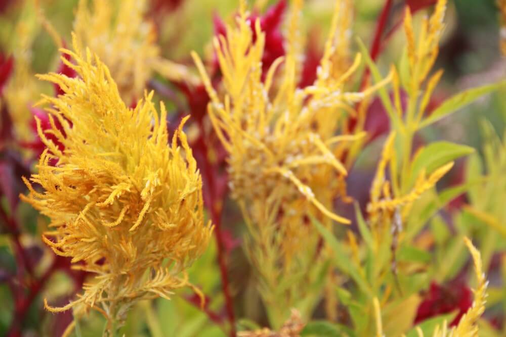 Celosia pluim pampas plume - Celosia argentea plumosa - geel