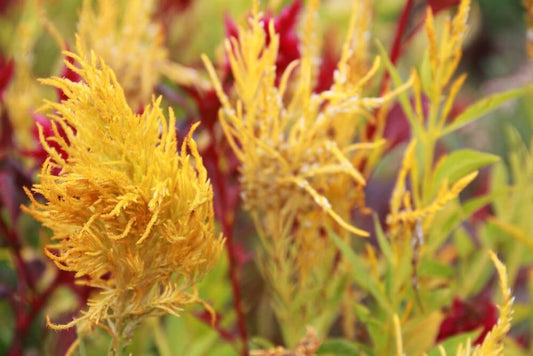 Celosia pluim pampas plume - Celosia argentea plumosa - geel