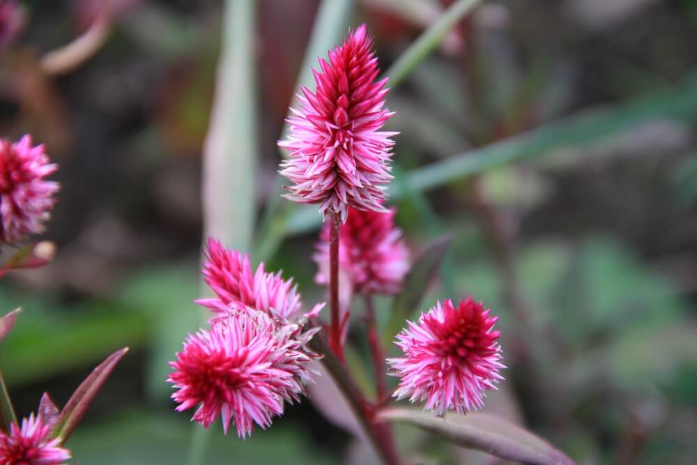 Celosia ruby parfait - Celosia argentea spicata