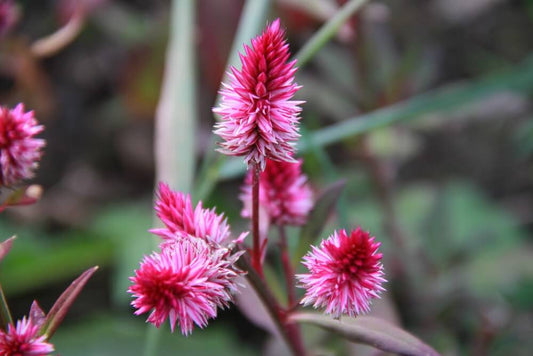 Celosia ruby parfait - Celosia argentea spicata