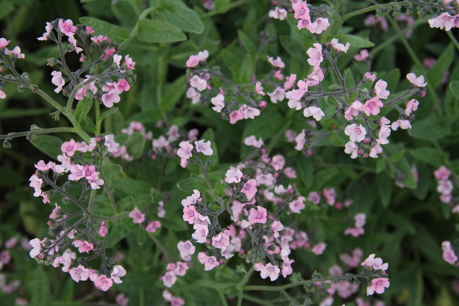 Groep met zachtroze roze Chinese vergeet-me-nietjes 'Mystery rose' bij elkaar.