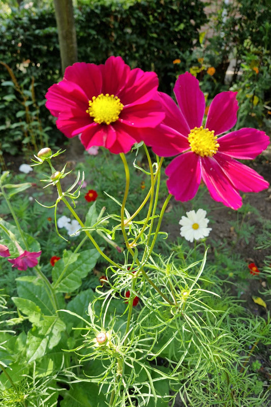 Bloeiende roze Cosmos in de pluktuiin