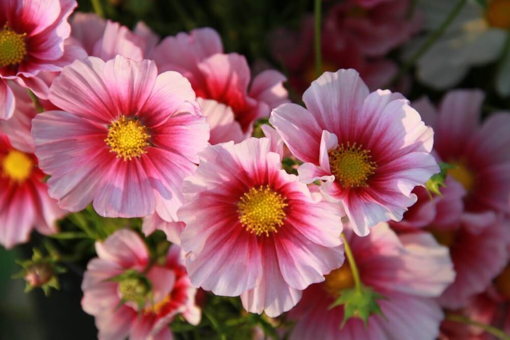 Cosmea Daydream - Cosmos bipinnatus - roze - closeup
