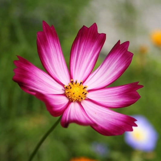 Cosmea Sensation Picotée - Cosmos bipinnatus - donkerroze