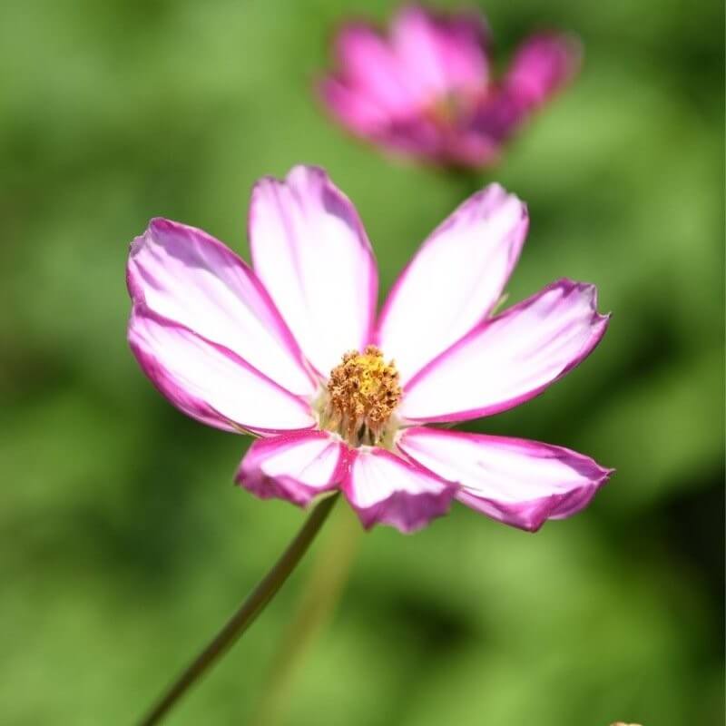 Cosmea Sensation Picotée - Cosmos bipinnatus - lichtroze