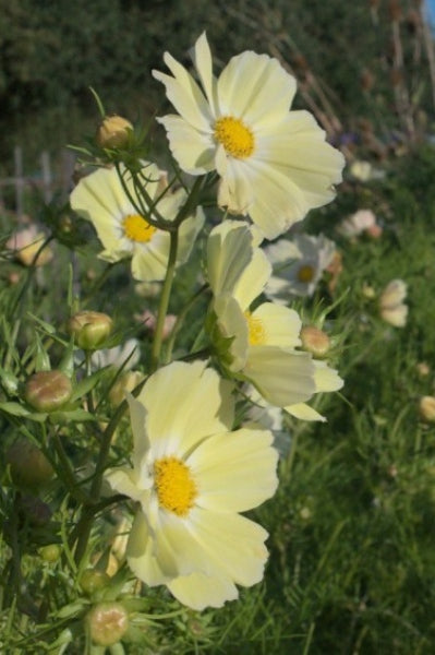 Cosmea 'Kiiro’ - Cosmos bipinnatus - geel