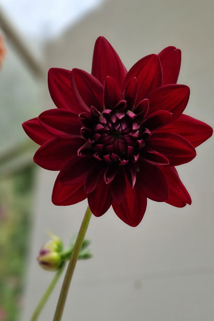 Dahlia ‘Arabian night’