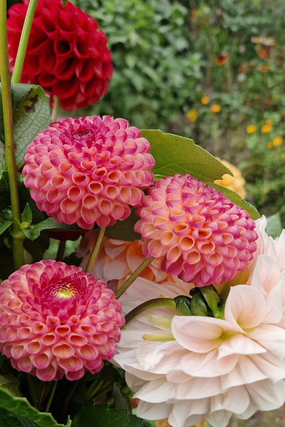 Dahlia 'Burlesca'