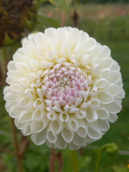 Dahlia 'L'ancresse' - wit