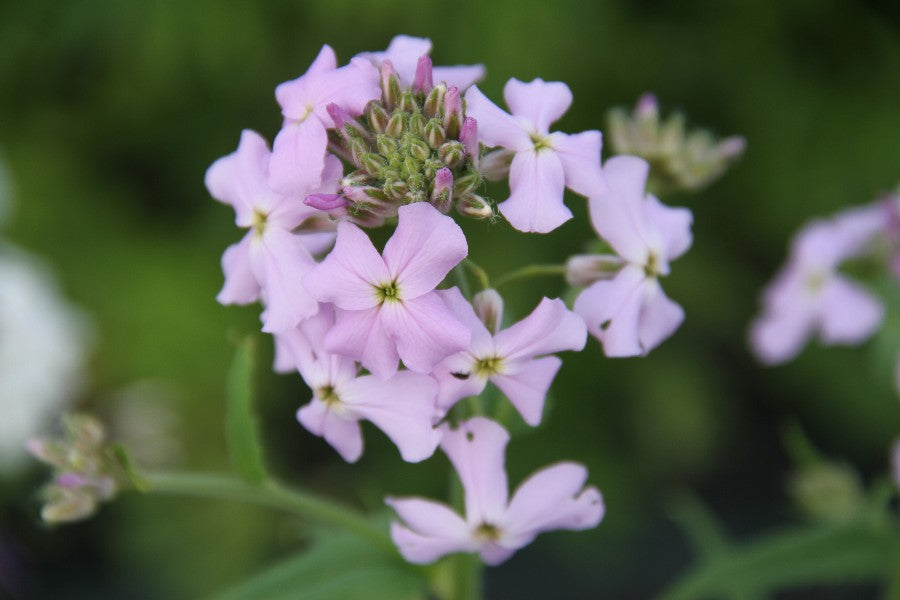 Damastbloem - Hesperis matronalis - roze