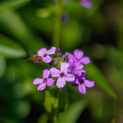 Blumenwiesenmischung