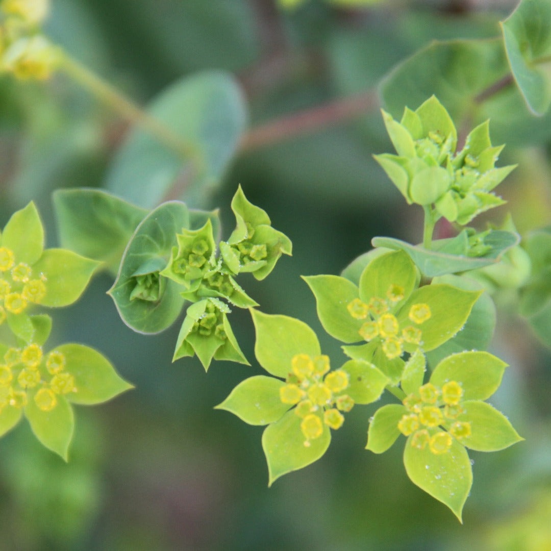 Doorwas - Bupleurum rotundifolium