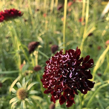 Duifkruid Summer Berries mix - Scabiosa atropurpurea - donkerrood