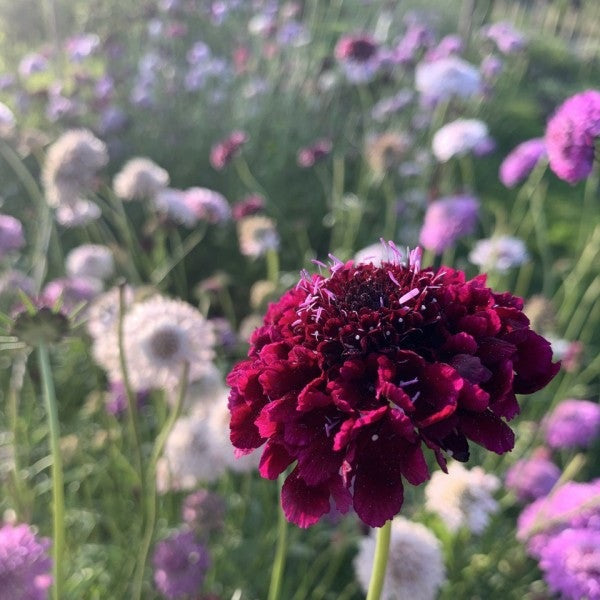 Duifkruid Summer Berries mix - Scabiosa atropurpurea - paars