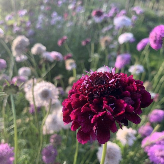 Duifkruid Summer Berries mix - Scabiosa atropurpurea - paars