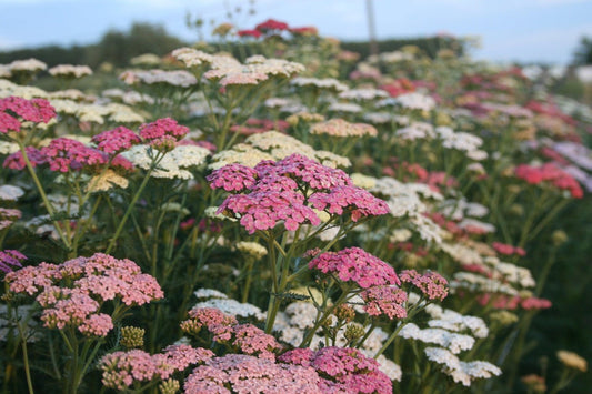 Veld vol met Duizendblad bloemen in een mix van lichtroze, roze, witte en fuchsia roze tinten. 