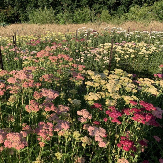 Duizendblad Summer pastels - Achillea millefolium.jpg