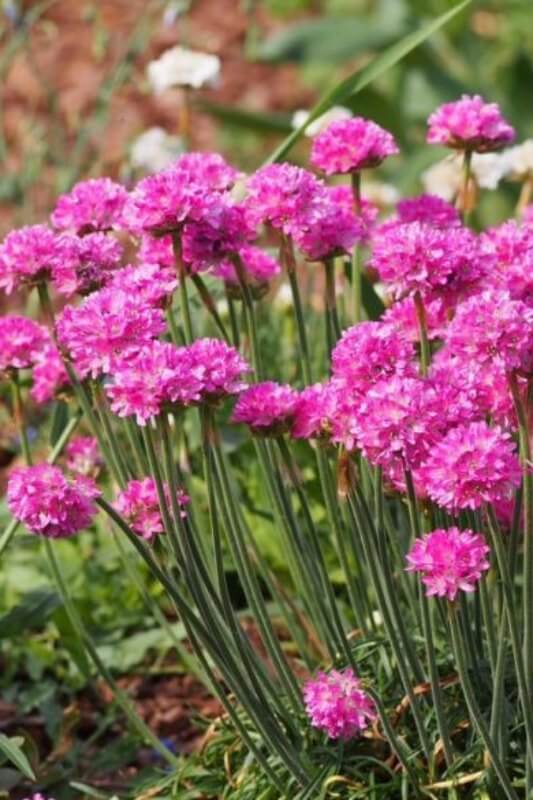 Engels gras - Armeria maritima - donkerroze