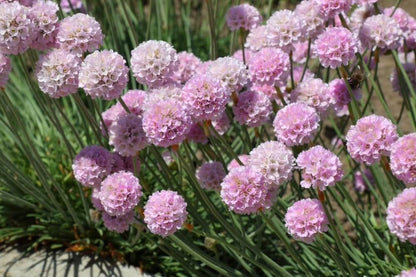 Engels gras - Armeria maritima - lichtroze