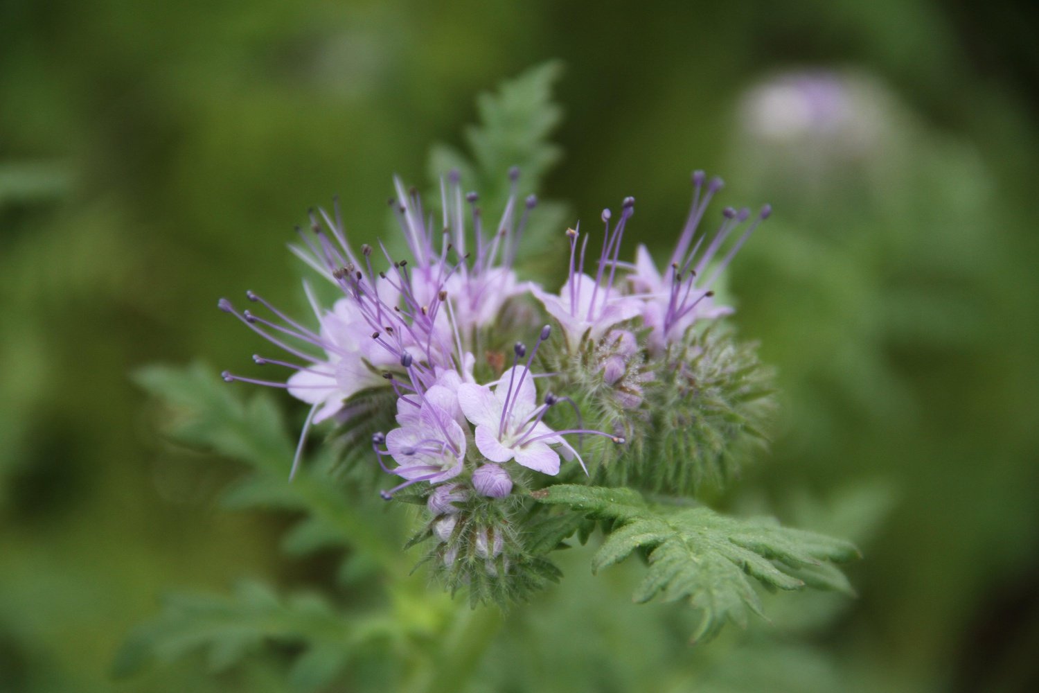 Lila bloem van de eenjarige plant Bijenbrood