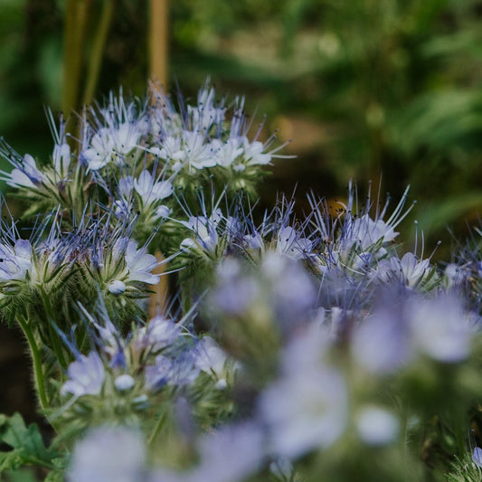Paarsblauwe bloem van de bijenplant Facelia.