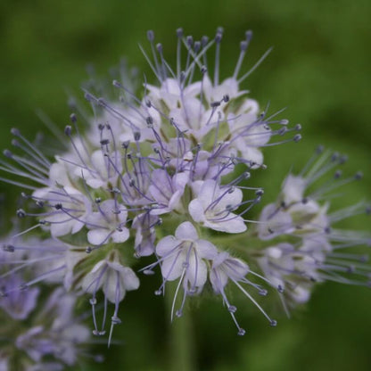 Facelia - Bijenbrood - Phacelia Tanacetifolia