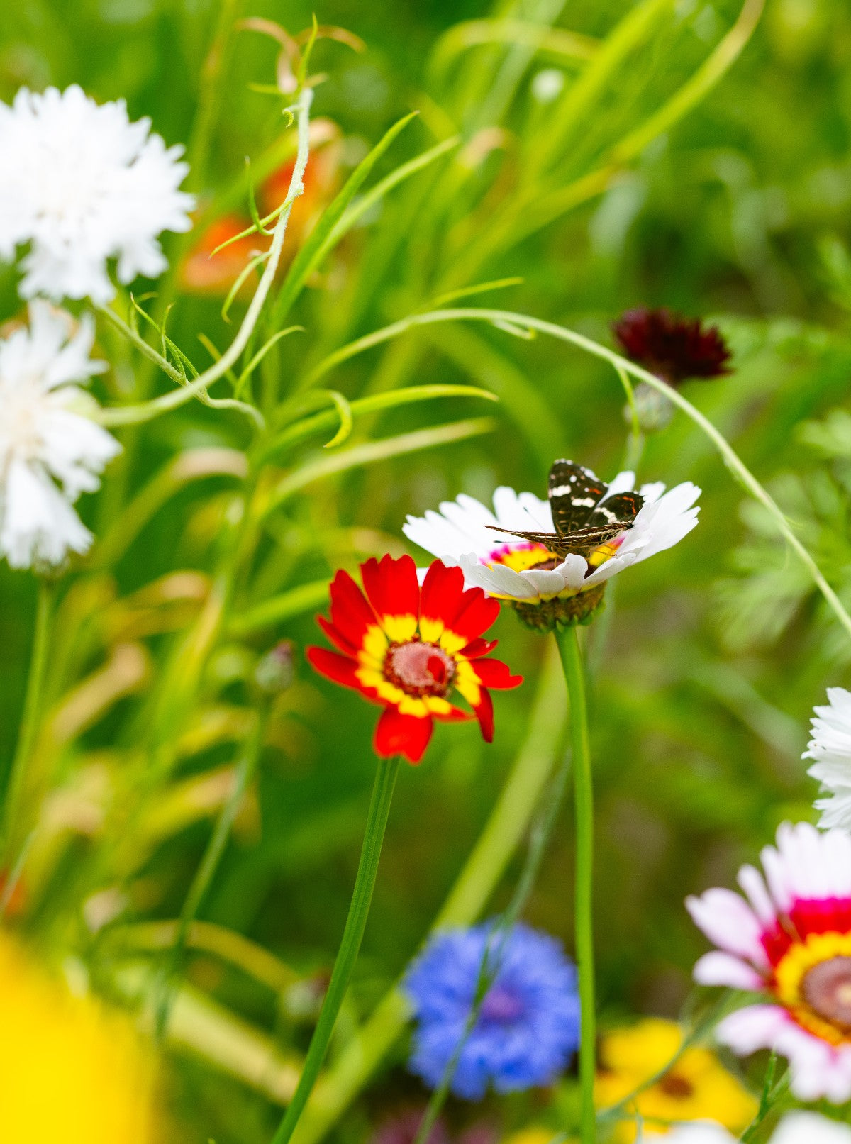 Bunte Wucherblume – Chrysanthemum carinatum