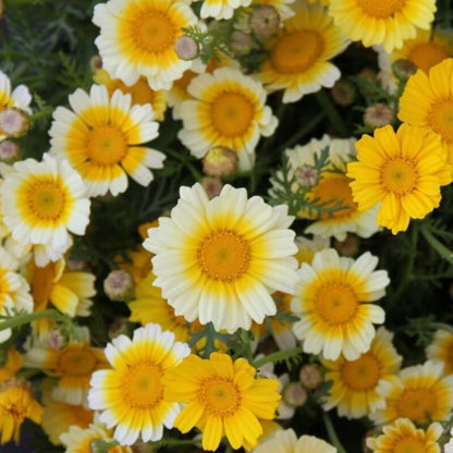 Essbare Blütenmischung