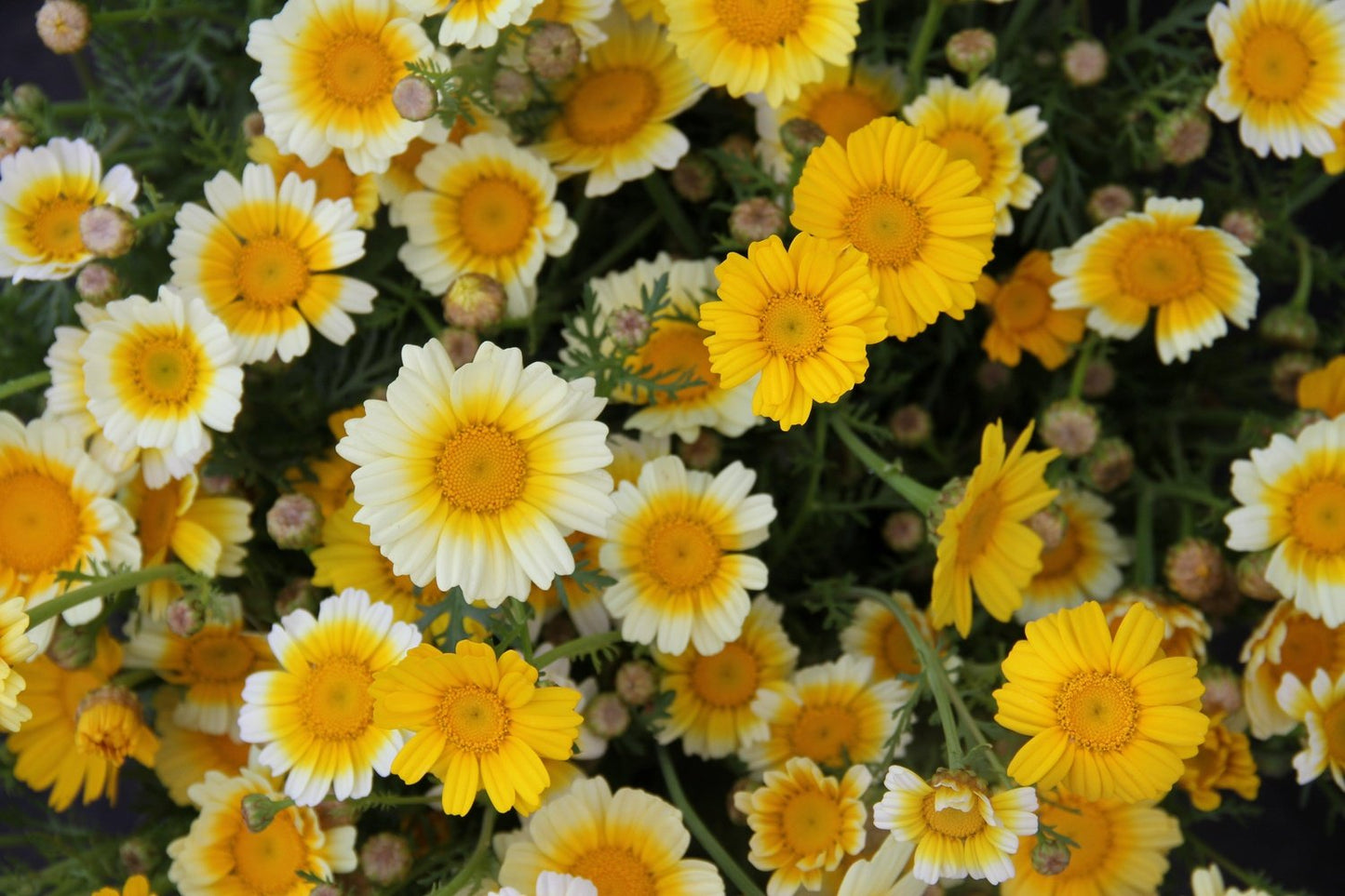 Verschillende soorten bloemen van de Gele ganzebloem in wit en geel