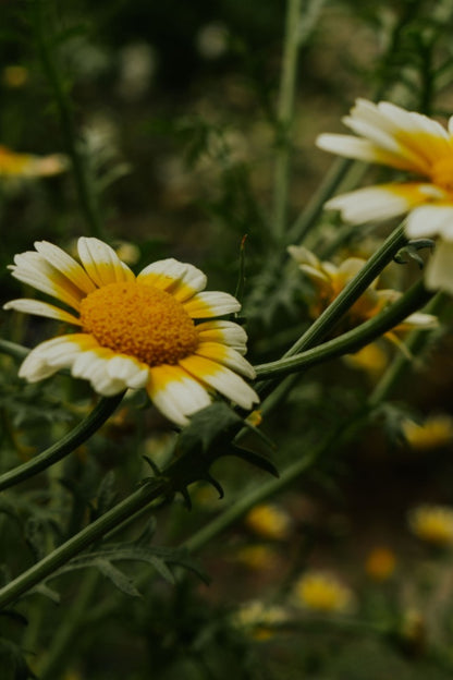 Geel met witte Gele ganzebloem tijdens golden hour
