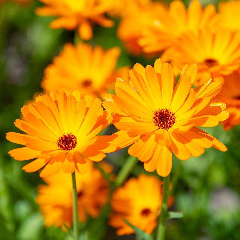 Goudsbloem - Calendula officinalis