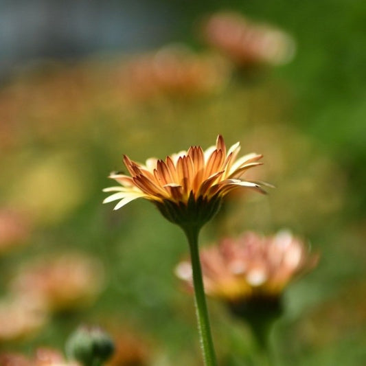 Goudsbloem Touch of Red Buff - Calendula officinalis
