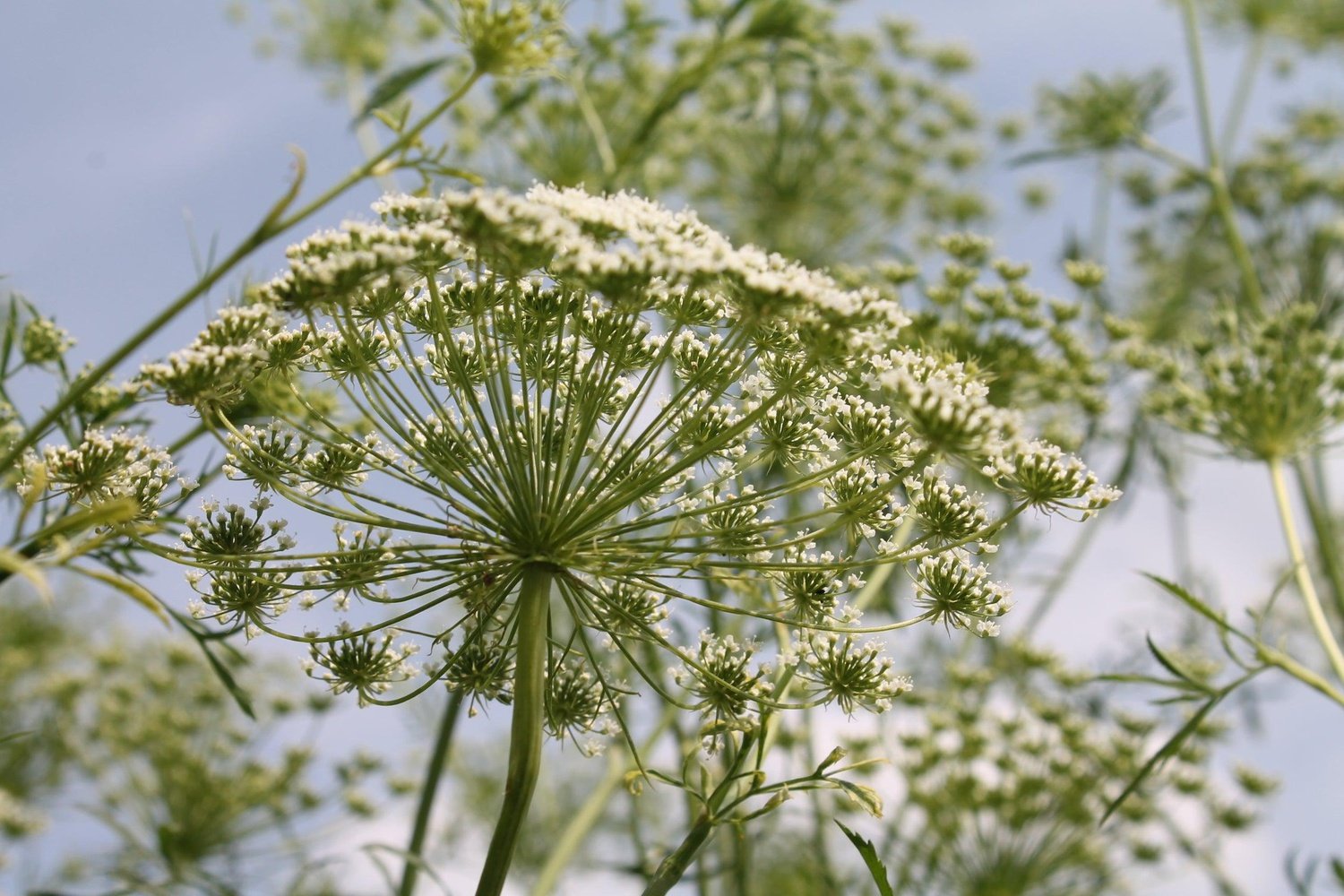 Luchtige plukbloem Groot akkerscherm met blauwe lucht