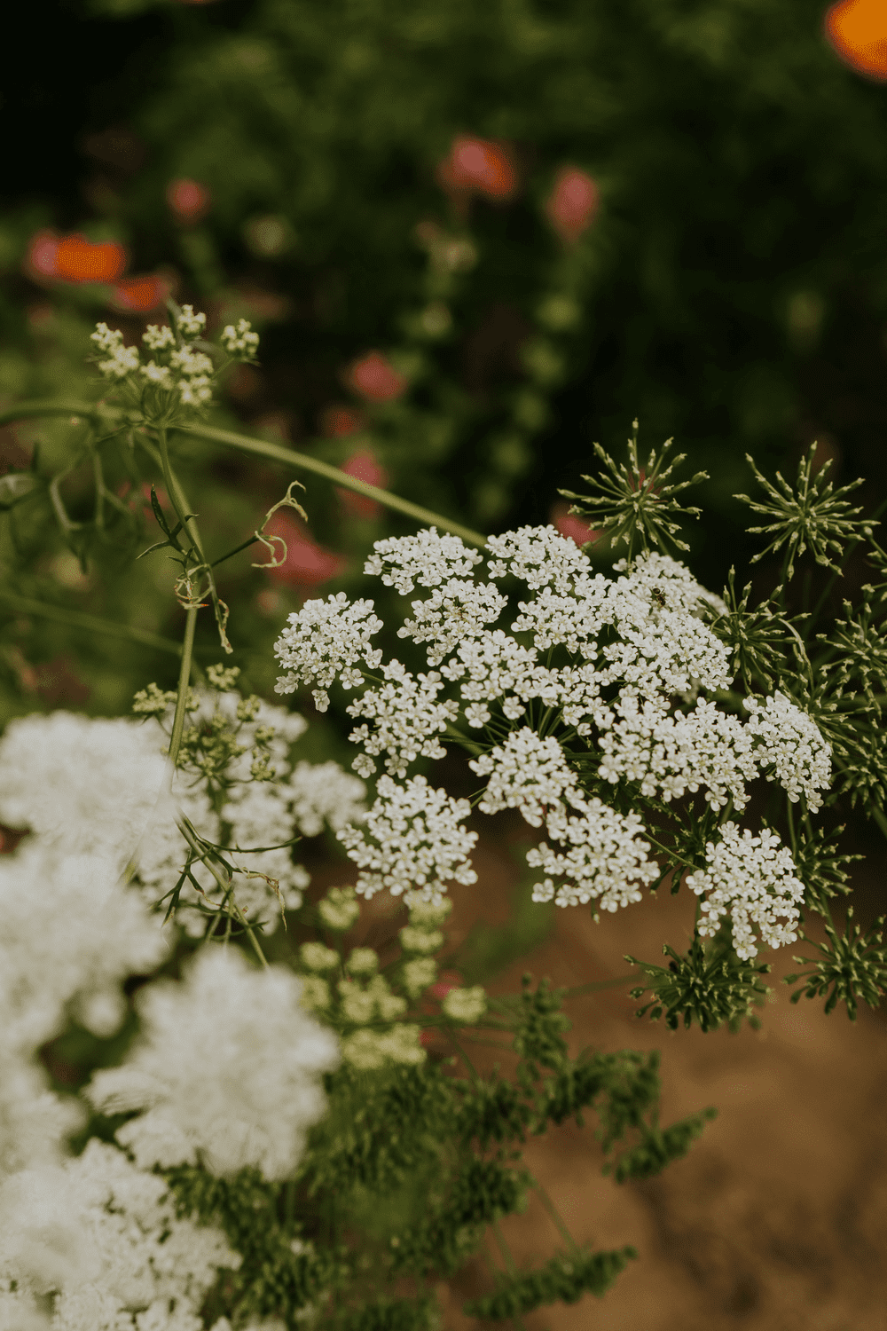 Witte schermbloem Akkerscherm