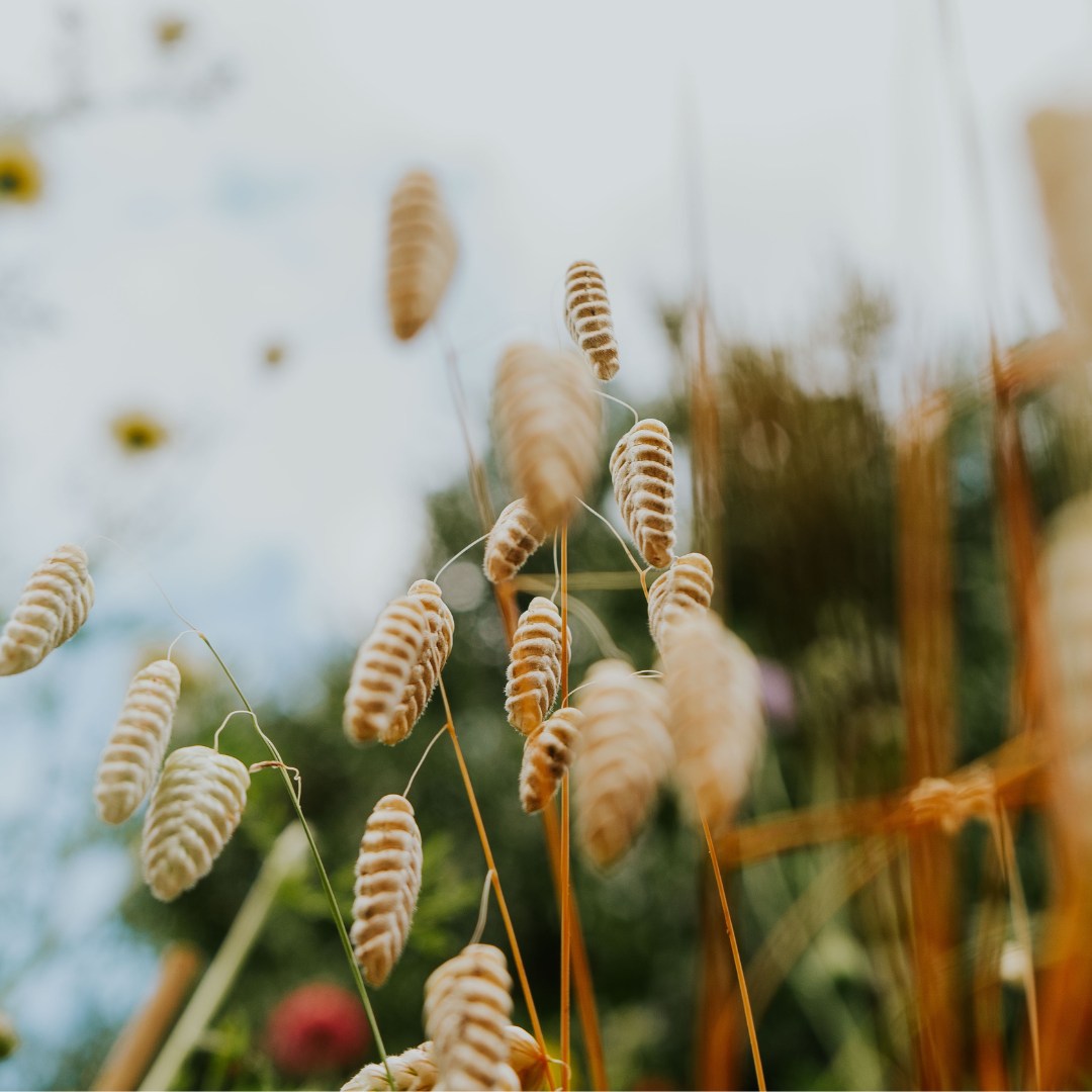 Blumenwiesenmischung