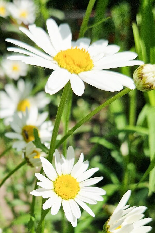 Grote margriet May queen - Chrysanthemum leucanthemum