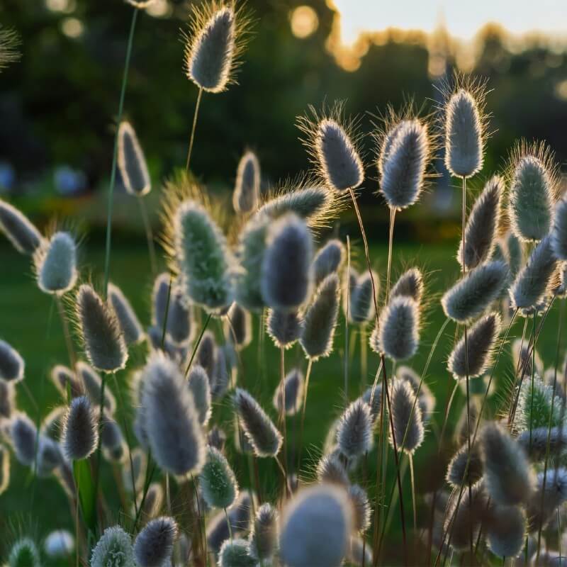 Hazenstaart gras - Lagurus ovatus