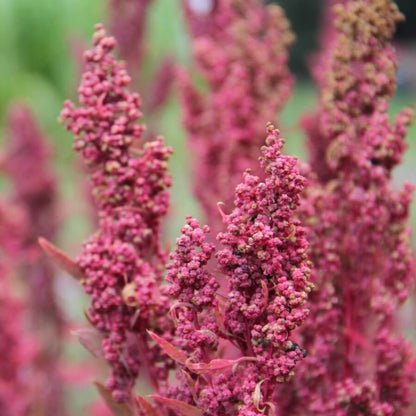 Huauzontle - Red Aztec